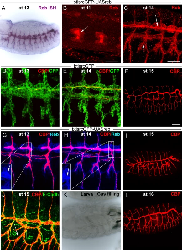 Effects of <i>reb</i> tracheal overexpression.