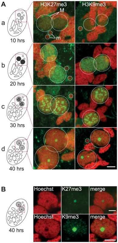 Dynamic localization of H3K27me3 and H3K9me3 in the developing somatic macronuclei (MAC).