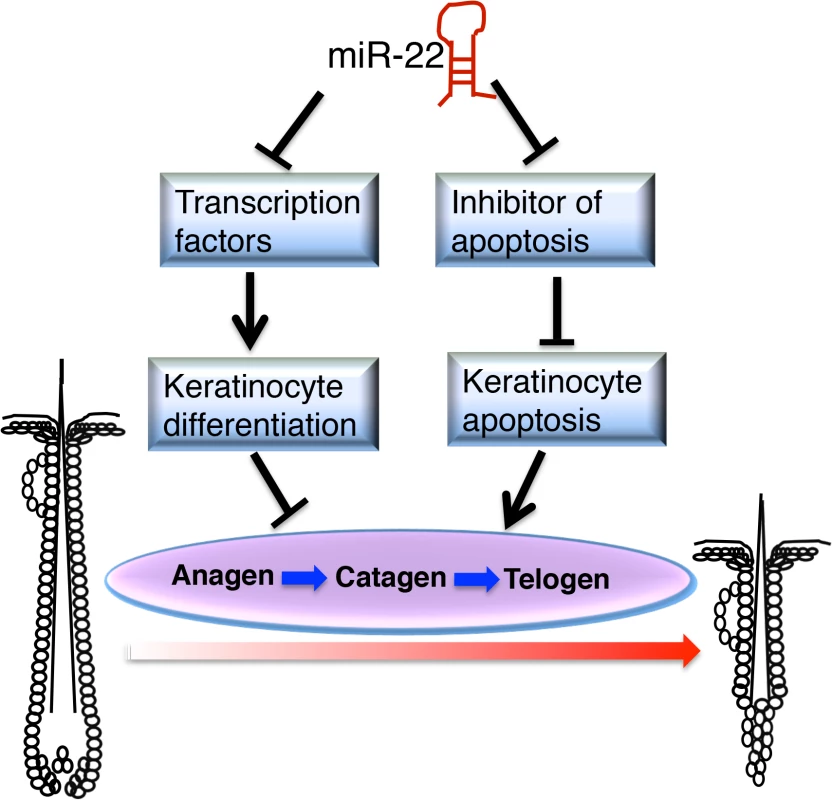 Schematic of <i>miR-22</i> working model in hair cycling.