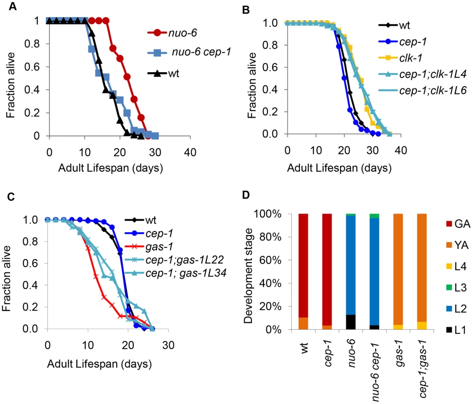 CEP-1 mediates the longevity and development of several mitochondrial mutants in <i>C. elegans</i>.