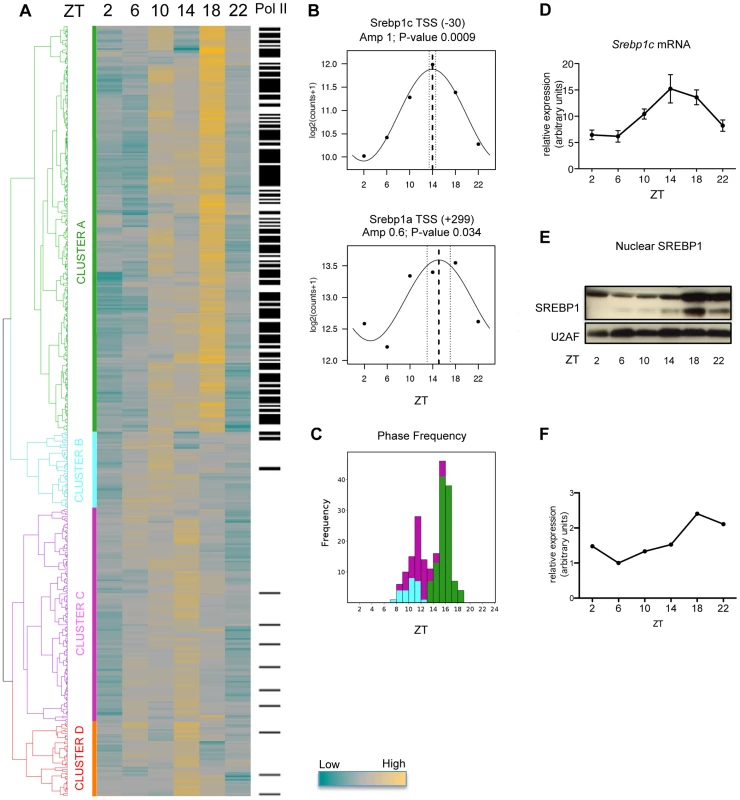 Dynamics of SREBP1 binding.
