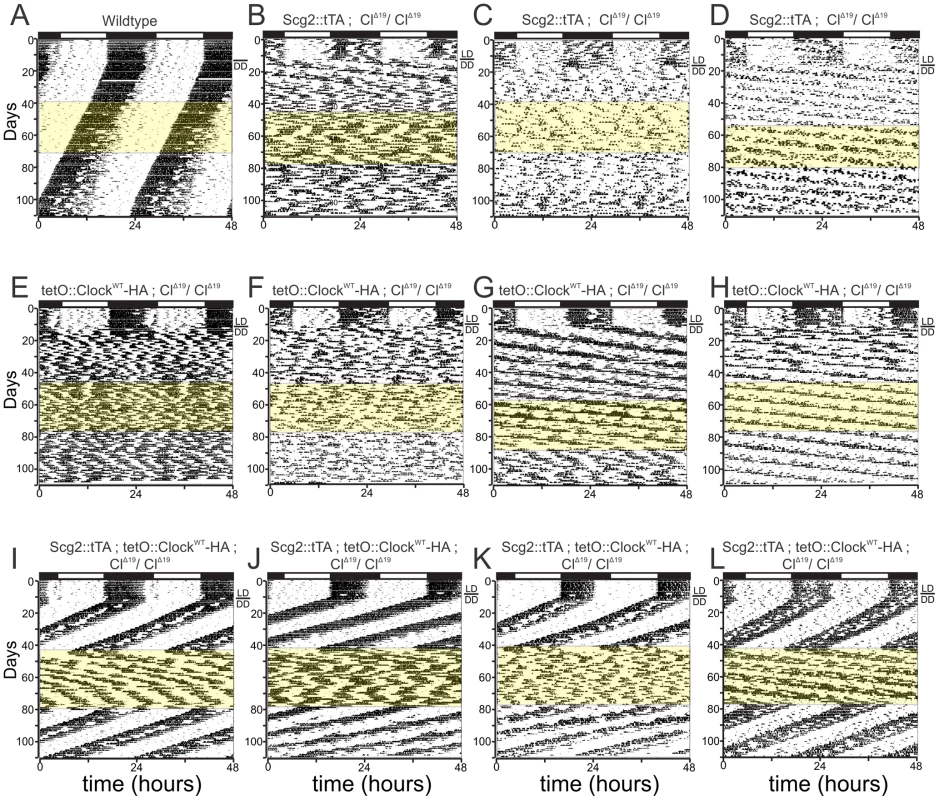 Reversible restoration of circadian rhythm in brain-rescued <i>Clock</i> mutant mice.
