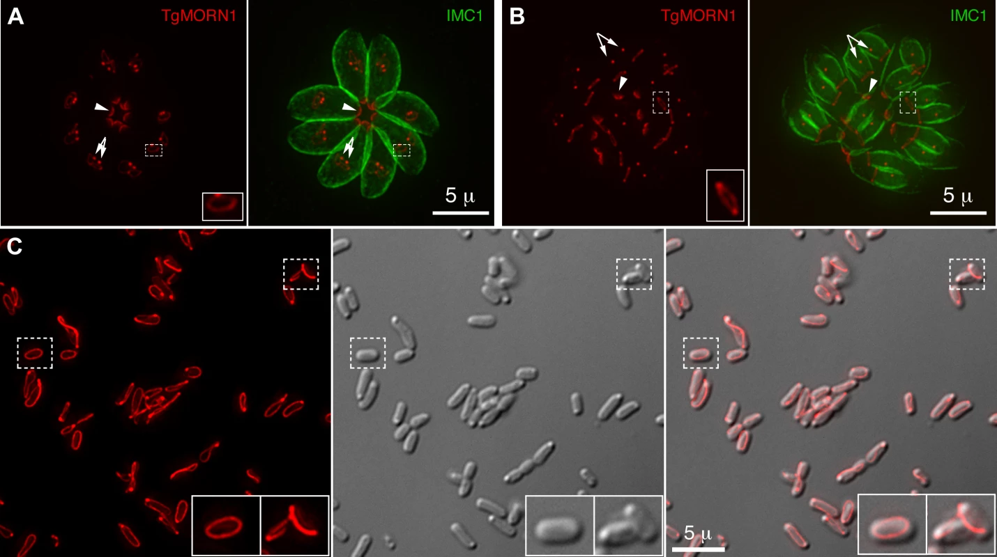 TgMORN1 is a component of the basal complex and forms rings and fibers when ectopically expressed in <i>E. coli</i>.