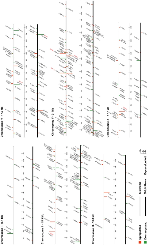 Chromosomal location and fold-change of each heme-responsive gene.