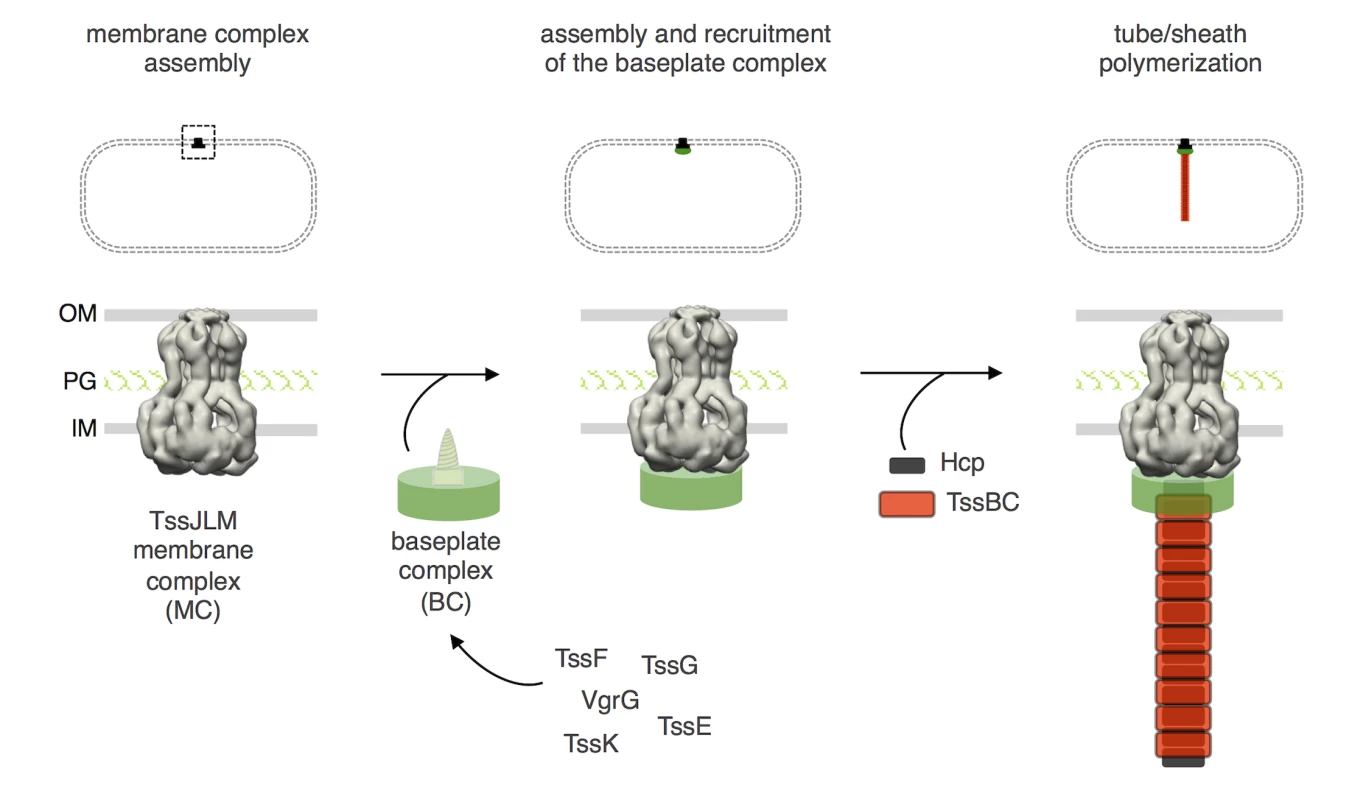 Assembly of the Type VI secretion system.