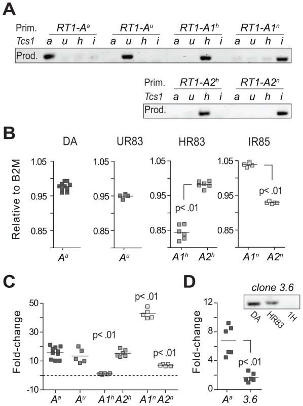 Transcriptional regulation of MHC class I genes.