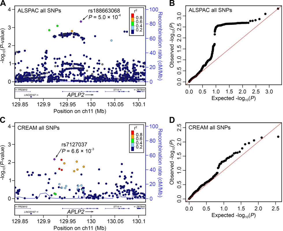 Association between genetic variants at the <i>APLP2</i> locus and refractive error in children and adults.