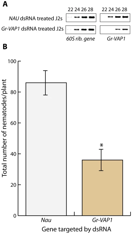 The venom allergen-like protein Gr-VAP1 is required for the onset of parasitism in host plants.