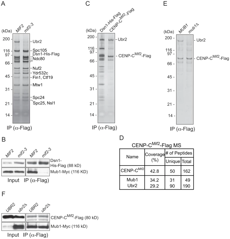 CENP-C recruits Mub1/Ubr2 onto Dsn1-derived kinetochore particles.