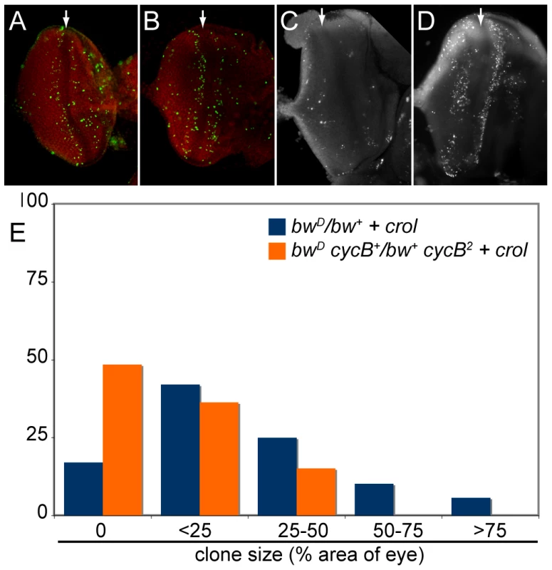 Accelerated cell cycles accompany <i>crol</i> -mediated de-repression.