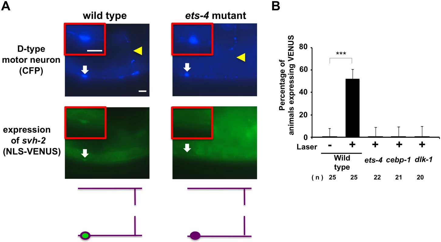 ETS-4 and CEBP-1 are required for the transcriptional induction of the <i>svh-2</i> gene in response to axon injury.