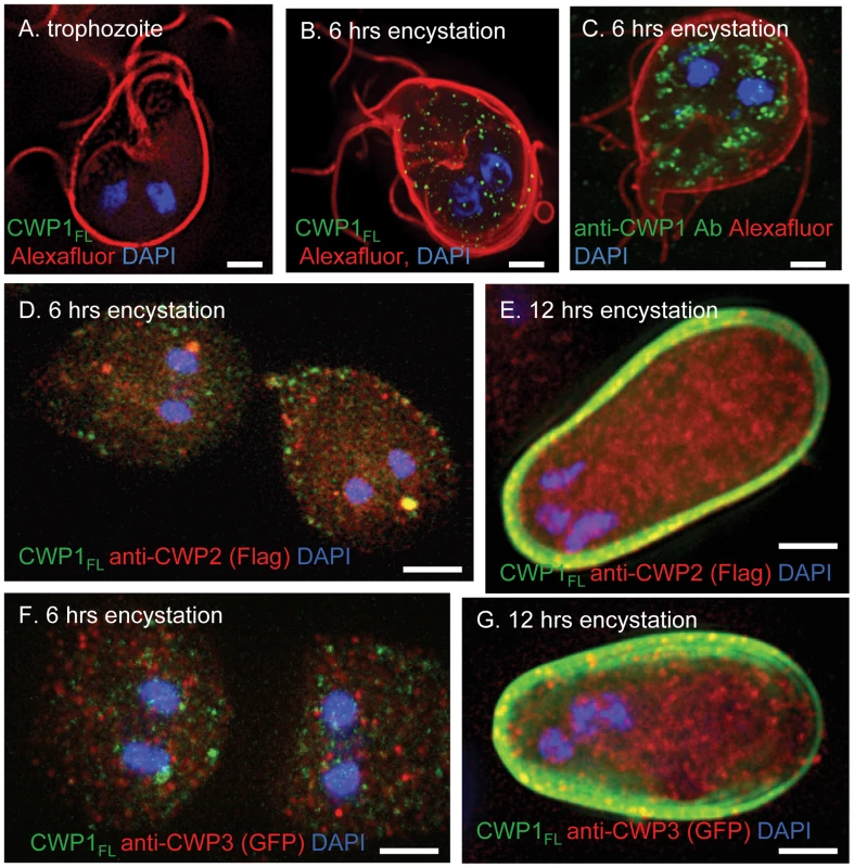 The GalNAc homopolymer is made within small vesicles of encysting <i>Giardia</i> and is added early to the cyst wall.