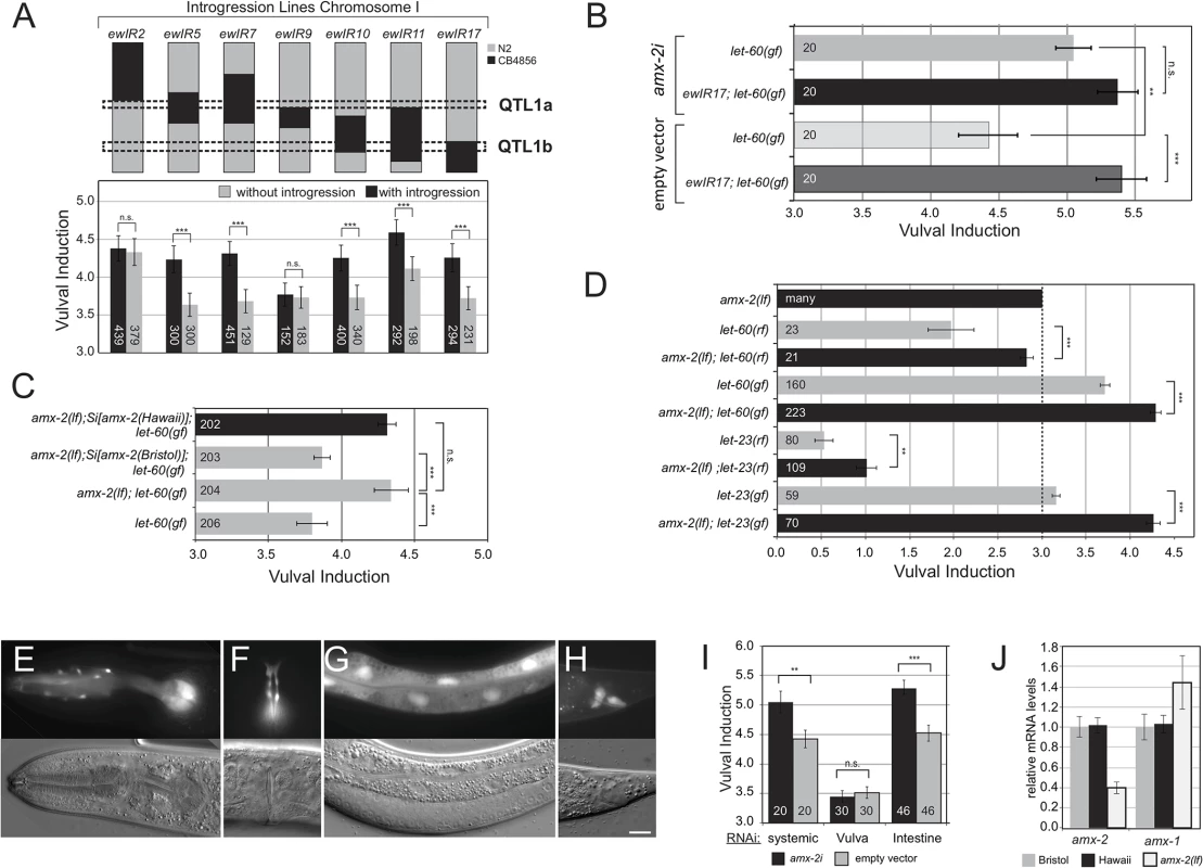 AMX-2 negatively regulates RAS/MAPK signaling.