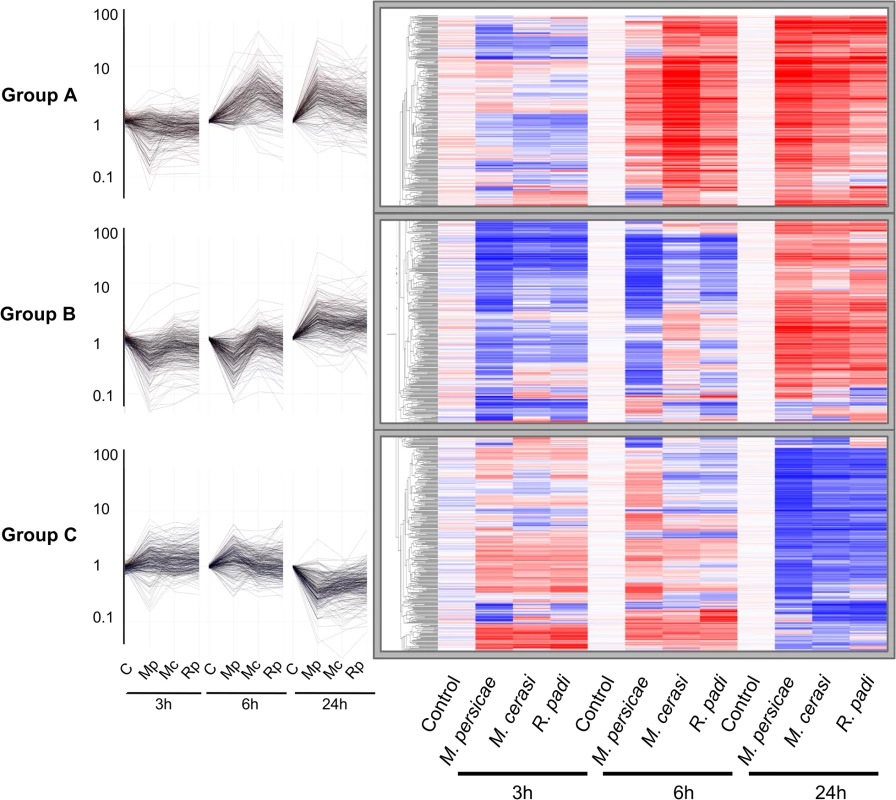 Clustering of 874 differentially expressed <i>Arabidopsis</i> genes during host and non-host interactions with aphids.