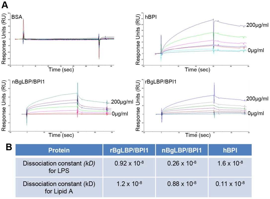 BgLBP/BPI1 bind to LPS and lipid A.