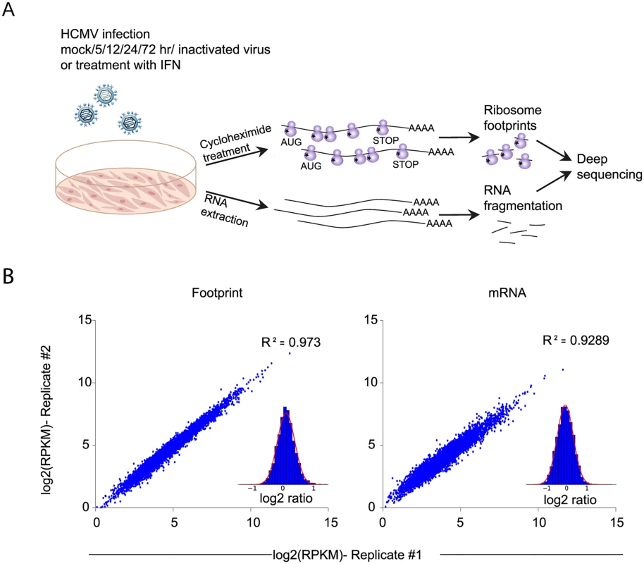 Experimental approach for mapping mRNA abundance and protein production rate through the course of HCMV infection.