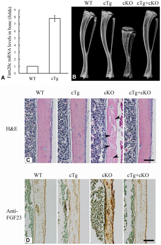 Expression of the <i>Fam20c</i> transgene rescued the defects of <i>Sox2-Cre-Fam20c</i>-cKO mice.