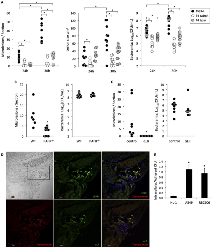 Lesion formation is dependent on the host protein PAFR and the bacterial adhesin CbpA.
