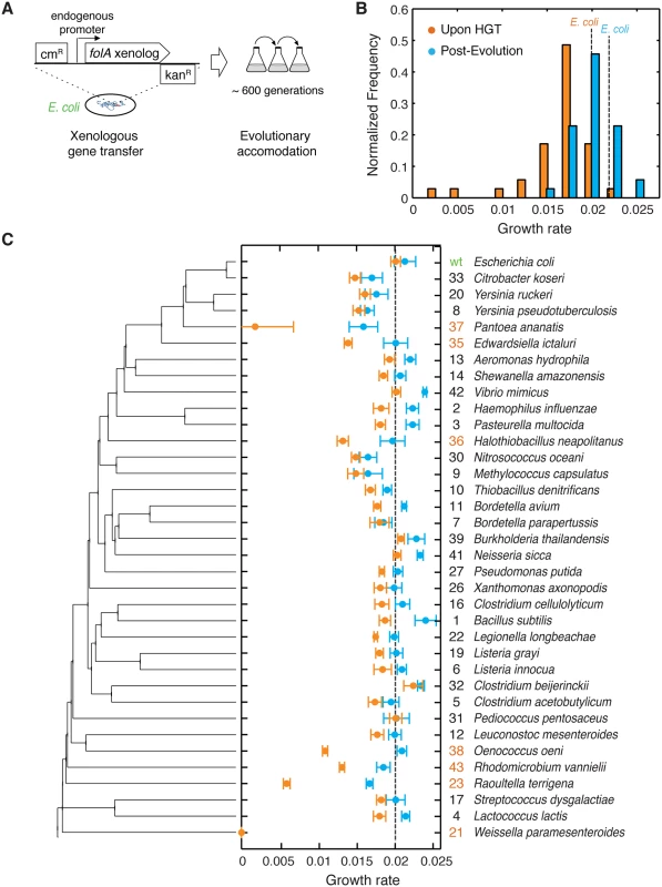 The barrier to horizontal transfer of orthologous DHFR proteins is alleviated by experimental evolution.