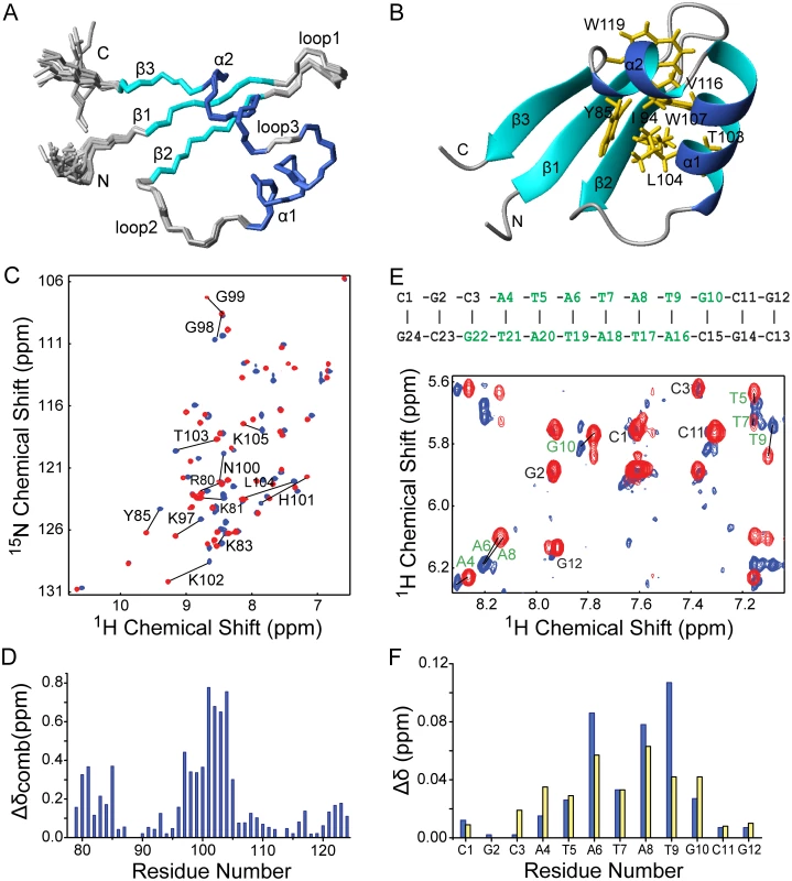Solution structure of MvaT<sub>ctd</sub> and its interaction with AT-rich DNA.