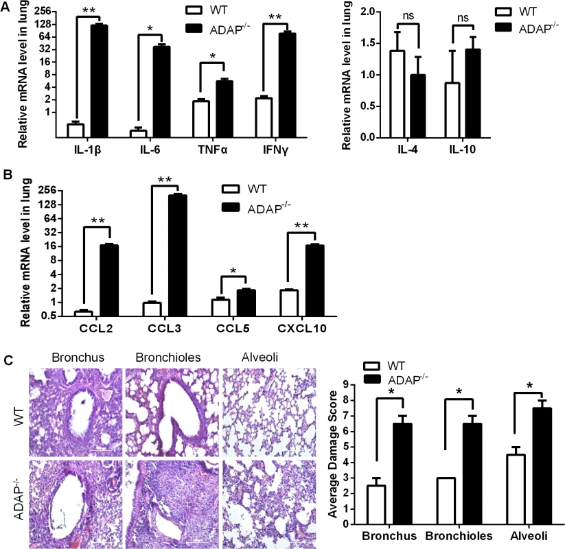 Severe inflammation and lung damage of H5N1-infected ADAP-/- mice.