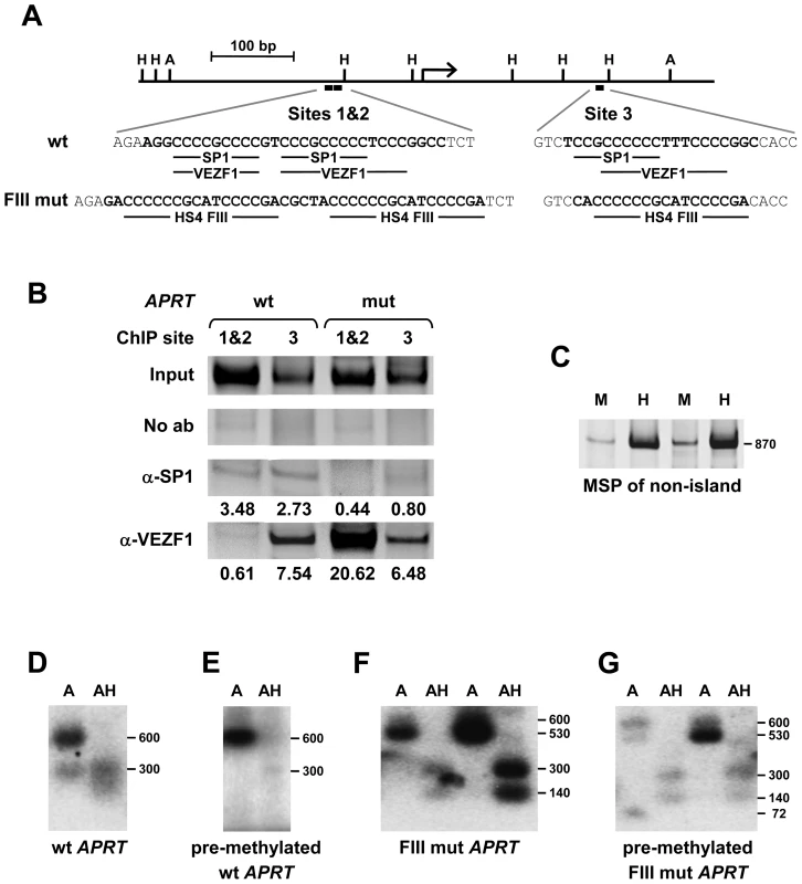 VEZF1 elements protect a CpG island from <i>de novo</i> DNA methylation.