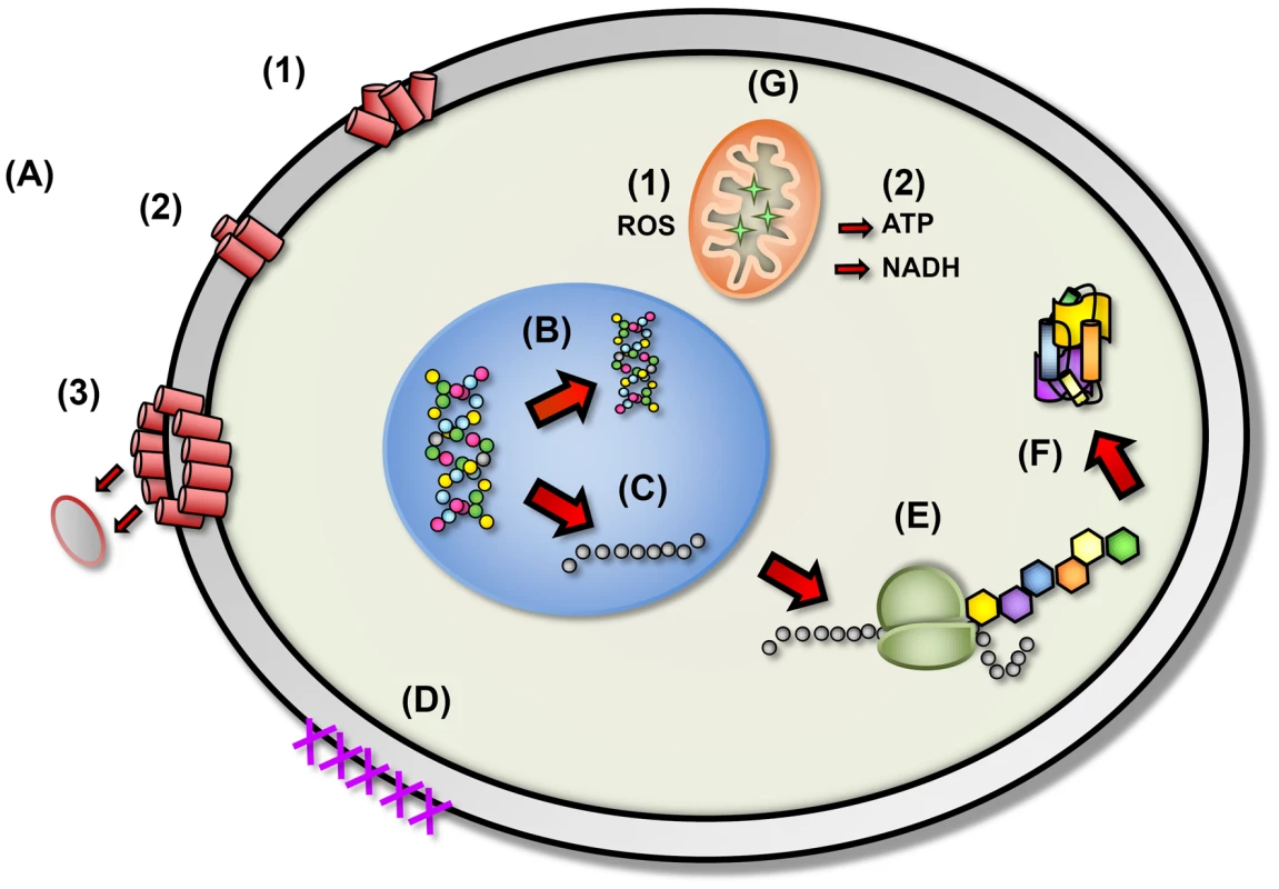 The proposed diverse mechanistic modes of action for antimicrobial peptides in microbial cells.