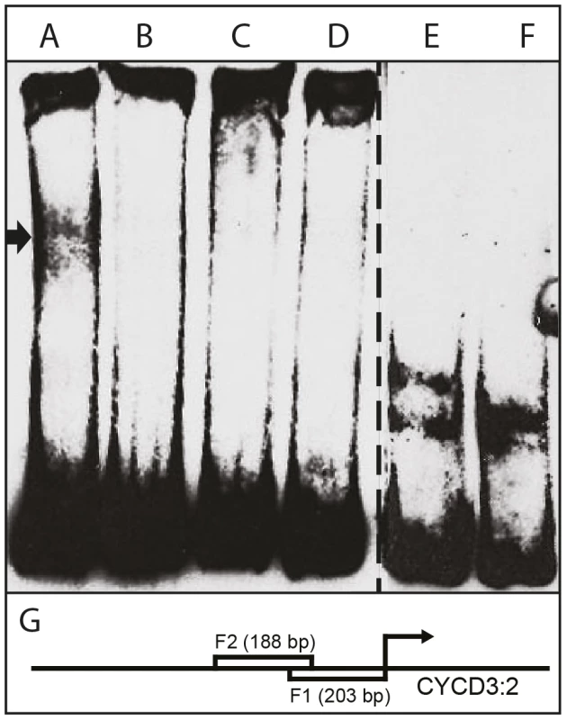 Interaction of HA-tagged AIL1 with <i>CYCD 3:2</i> promoter fragment by electrophoretic mobility shift assay (EMSA).