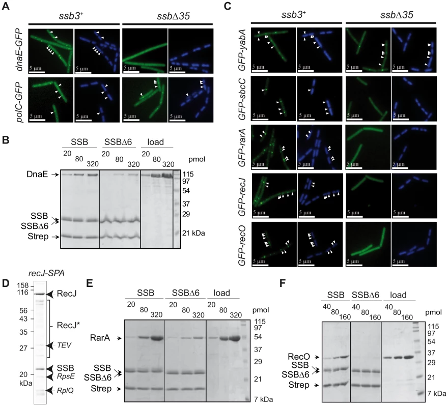 Extending the composition of the SSB<sub>Cter</sub>–dependent interactome.