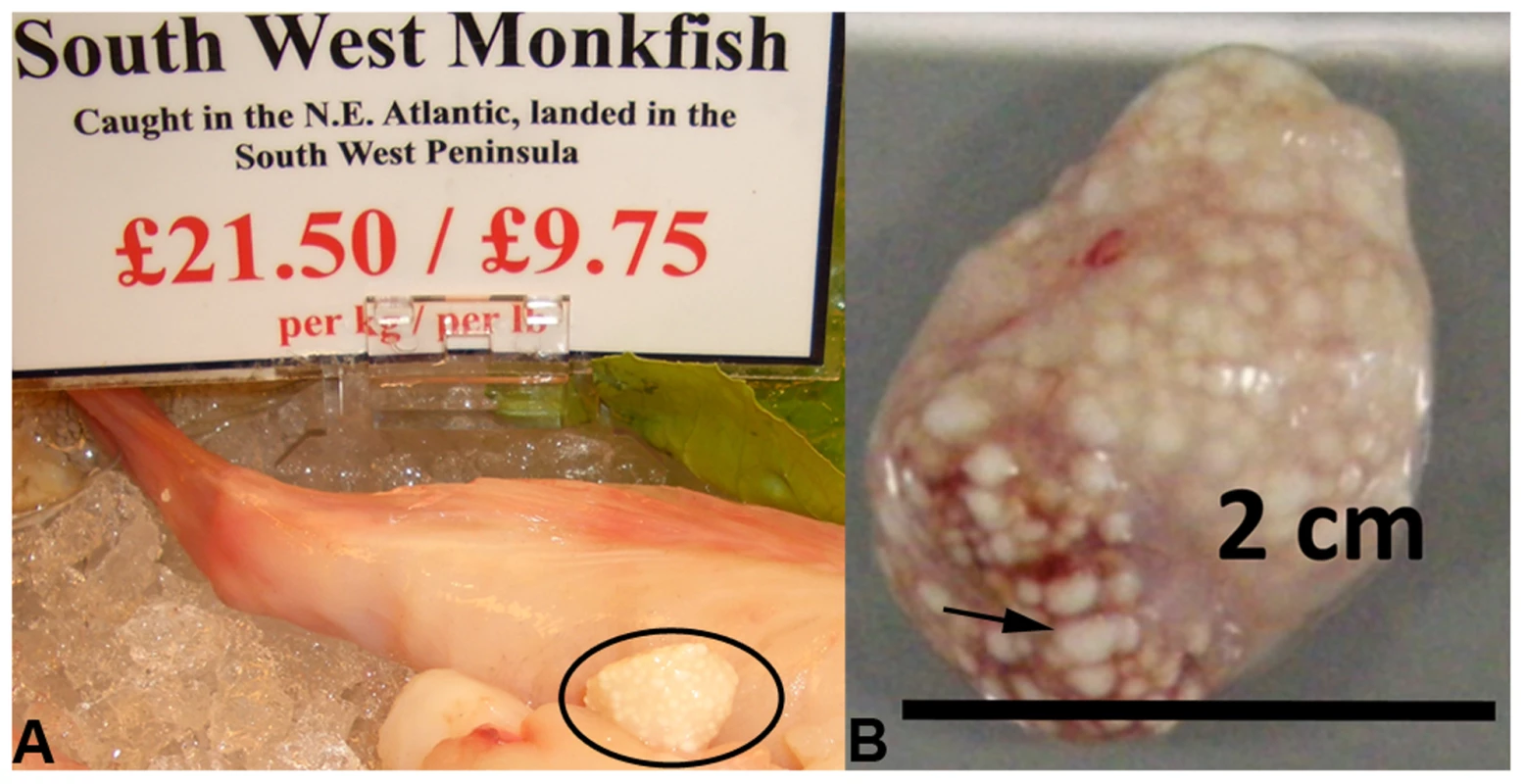 Microsporidian xenomas <i>in situ</i>.