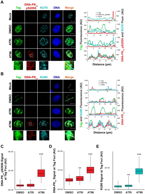 ATM kinase activity restricts DNA-PK localization and activation at SV40 Tag foci.