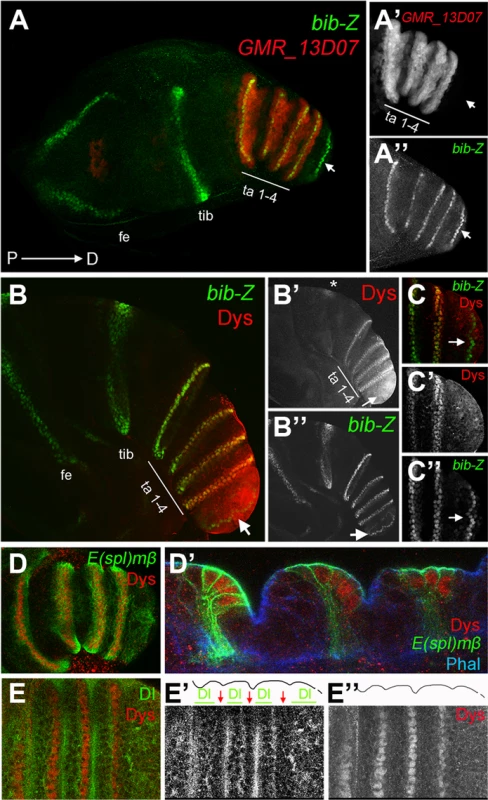 <i>dys</i> is expressed in the presumptive tarsal joints.