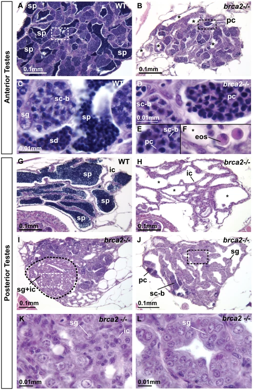 Adult <i>brca2</i> mutant testes showed meiotic arrest and lack of spermatids and sperm and developed neoplasias.