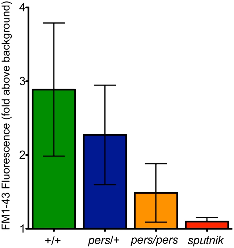 FM1-43 uptake—used as a proxy for mechanotransduction activity—is reduced in <i>persephone</i> mutants.