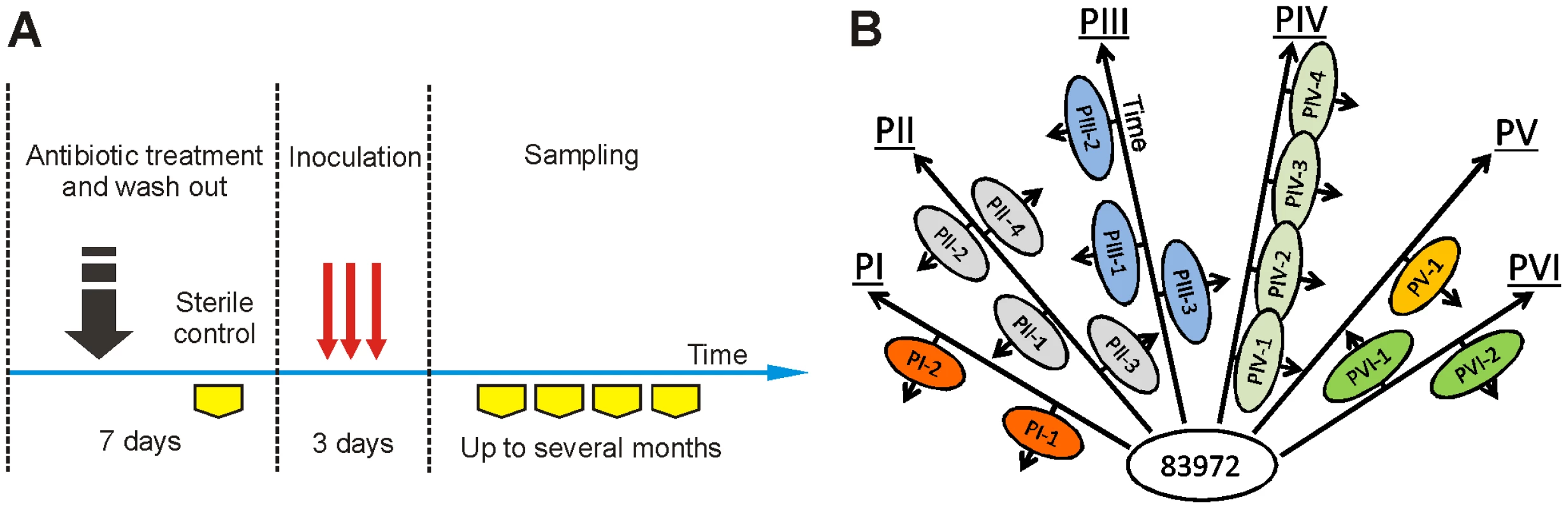 Therapeutic urinary tract inoculation with <i>E. coli</i> 83972.
