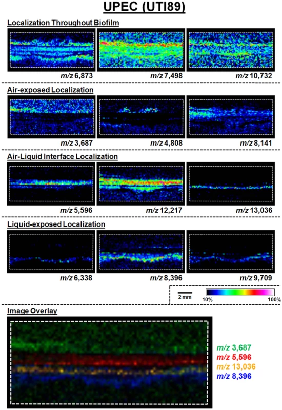 MALDI IMS reveals distinct protein localizations within UPEC biofilms.