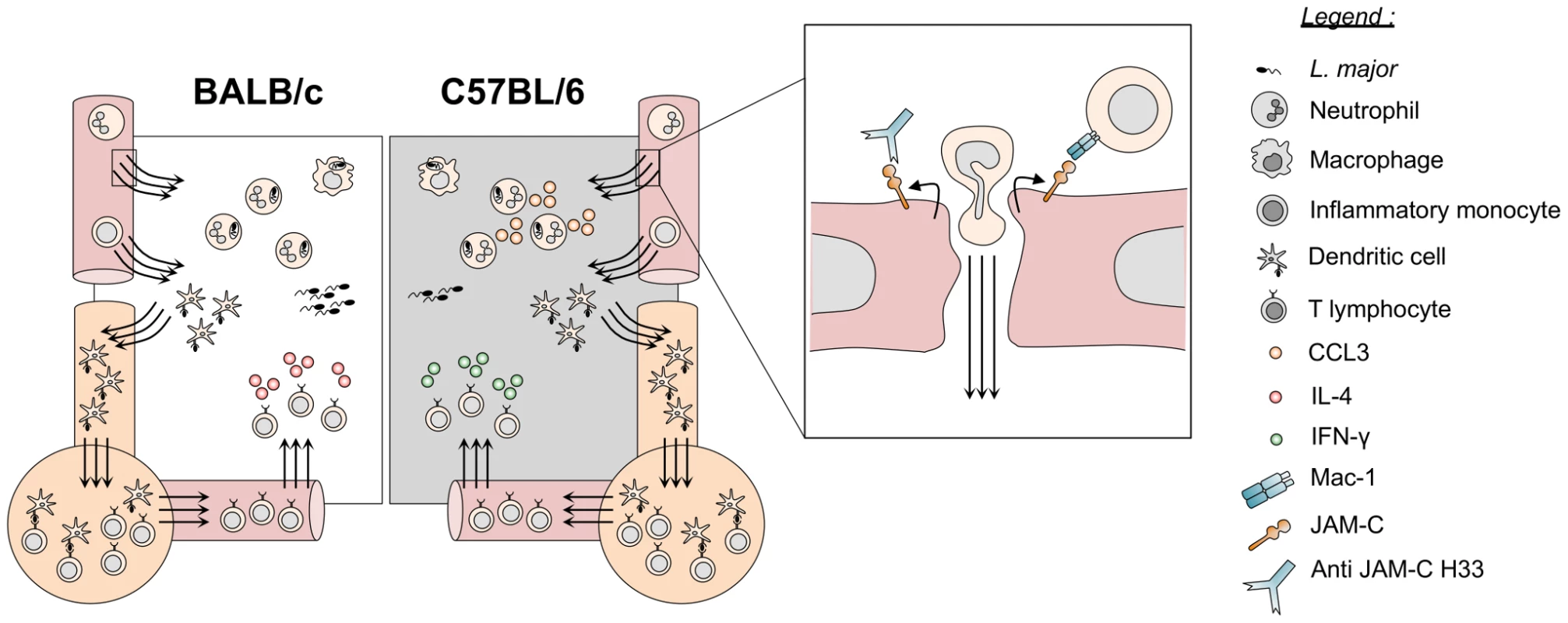 Blocking JAM-C enhances DC migration and boosts the immune responses to <i>L. major</i> infection.