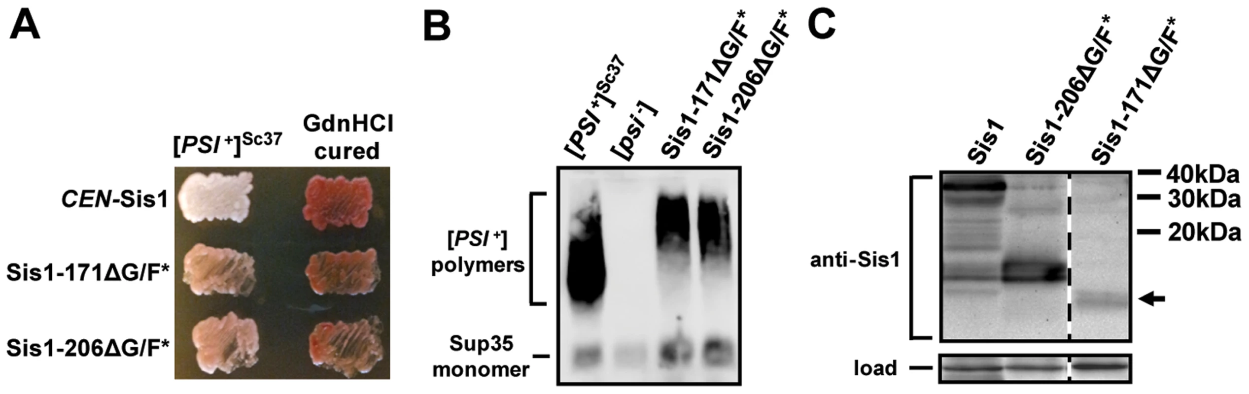 Sis1's J-domain and G/M region are sufficient to support cell viability and weak [<i>PSI</i><sup>+</sup>] propagation.