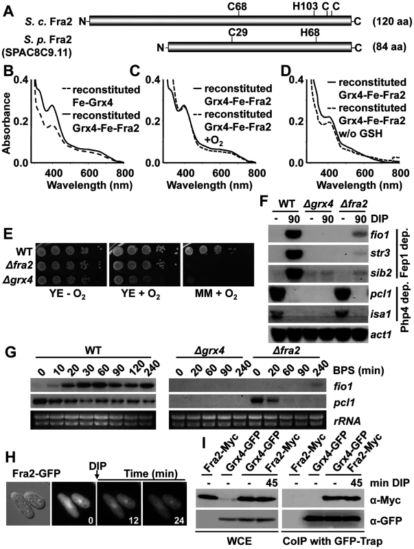 The BolA protein Fra2 participates in the Grx4-dependent signaling cascade.