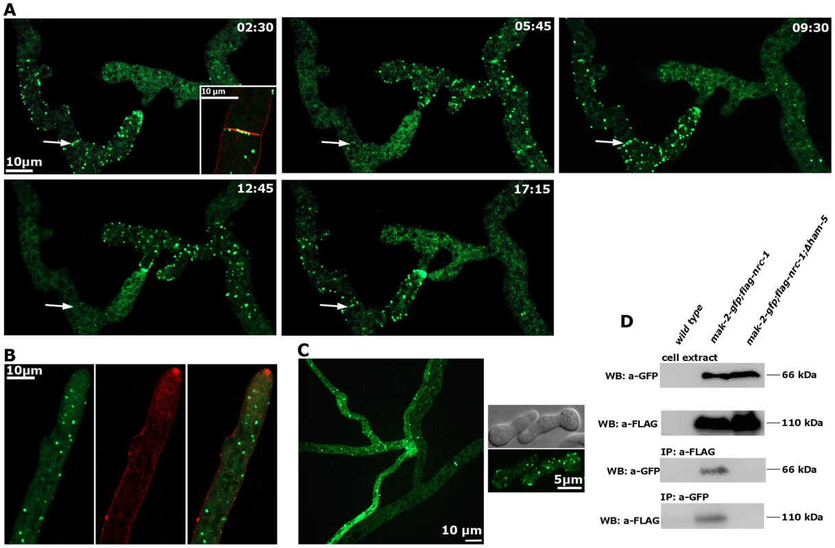 HAM-5 is a cell communication-specific scaffold of the MAK-2 module.