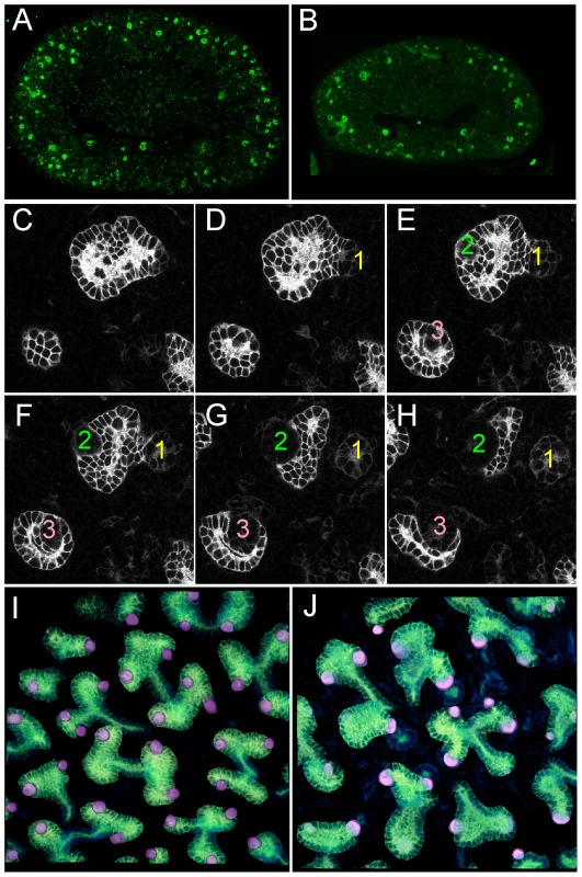 Numerous nephron and normal nephron–UB connections are observed in double mutant kidneys.