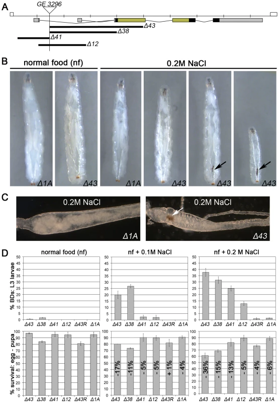 <i>MK2</i> deficient larvae are sensitive to salt stress.