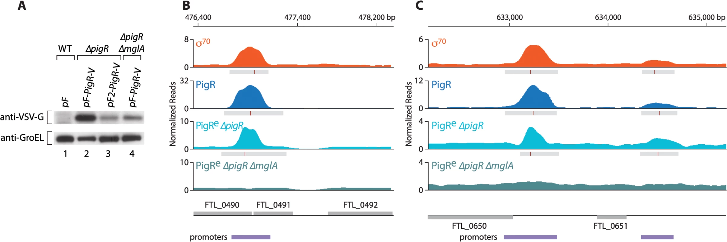 PigR requires MglA to specifically associate with promoter regions.