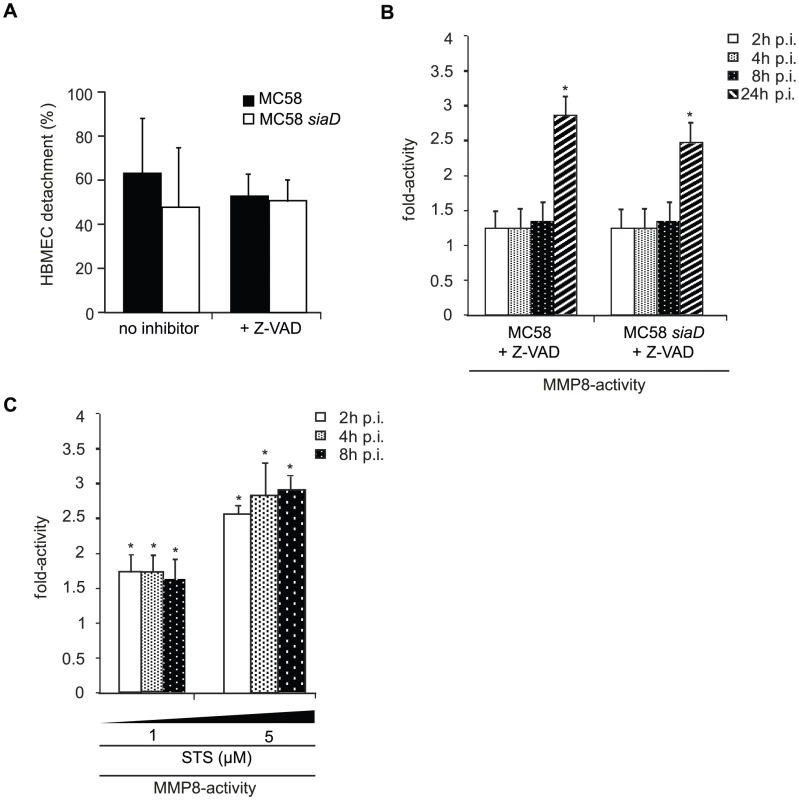 <i>N. meningitidis</i> infection triggers caspase-independent detachment of HBMEC.