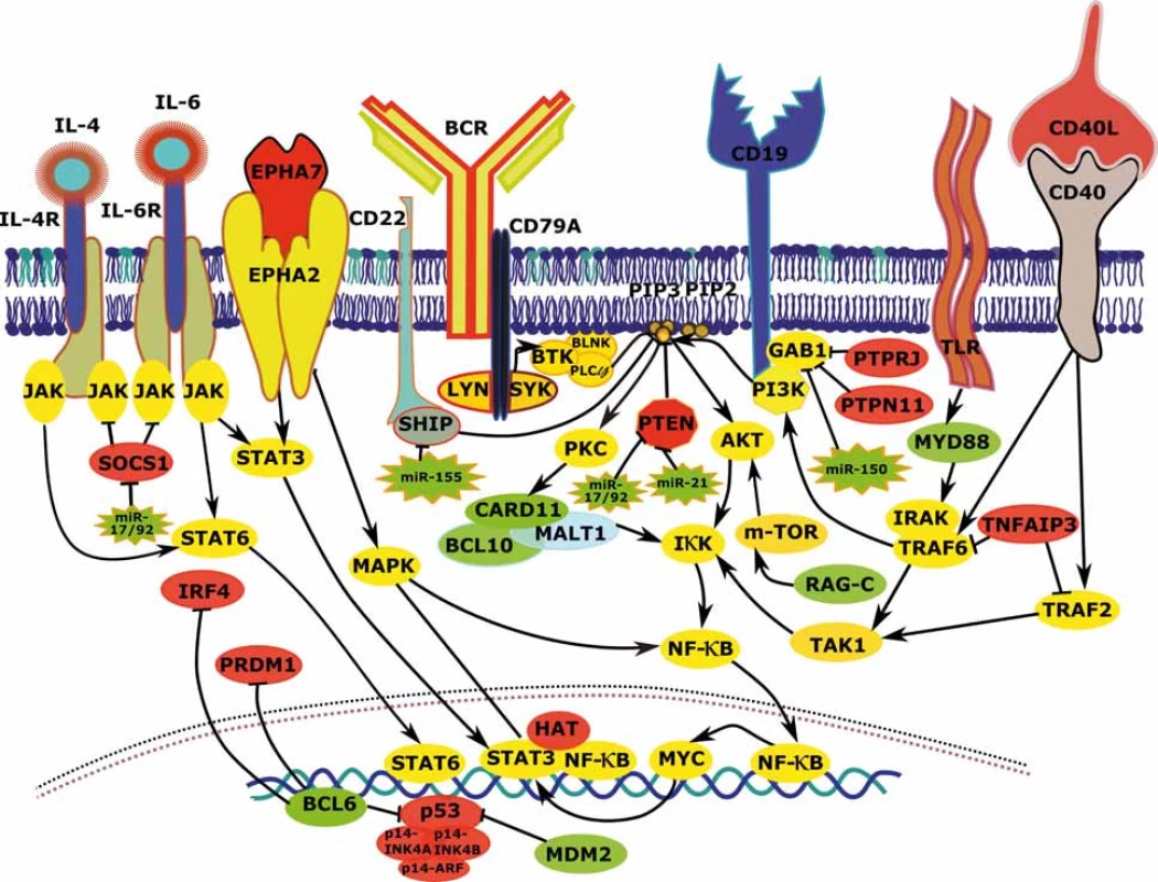 Vzájemné interakce a deregulace komponent signálních drah vedoucích k aktivaci BCR signalizace, NF-κB a PI3K u FL.
FL – folikulární lymfom, BCR – B buněčný receptor, zeleně – zvýšená exprese/aktivita vlivem aberací postihujících daný gen, červeně – snížená exprese/aktivita vlivem aberací postihujících daný gen, žlutě – zvýšená exprese/aktivita vlivem aberací postihujících jiné geny, šedě – snížená exprese/aktivita vlivem aberací postihujících jiné geny