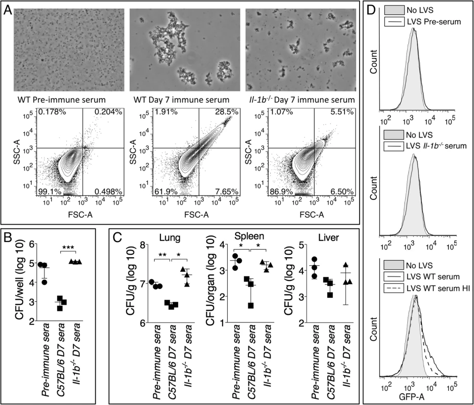 Anti-Ft IgM efficiently agglutinates <i>Ft</i> and promotes phagocytosis.