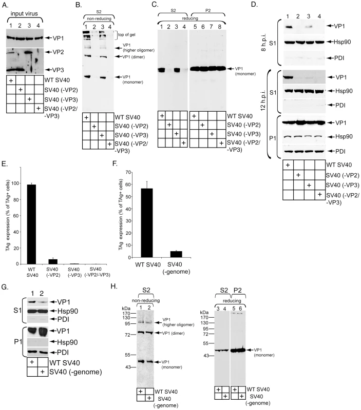 Role of VP3 and viral genome in SV40 ER-to-cytosol membrane transport.