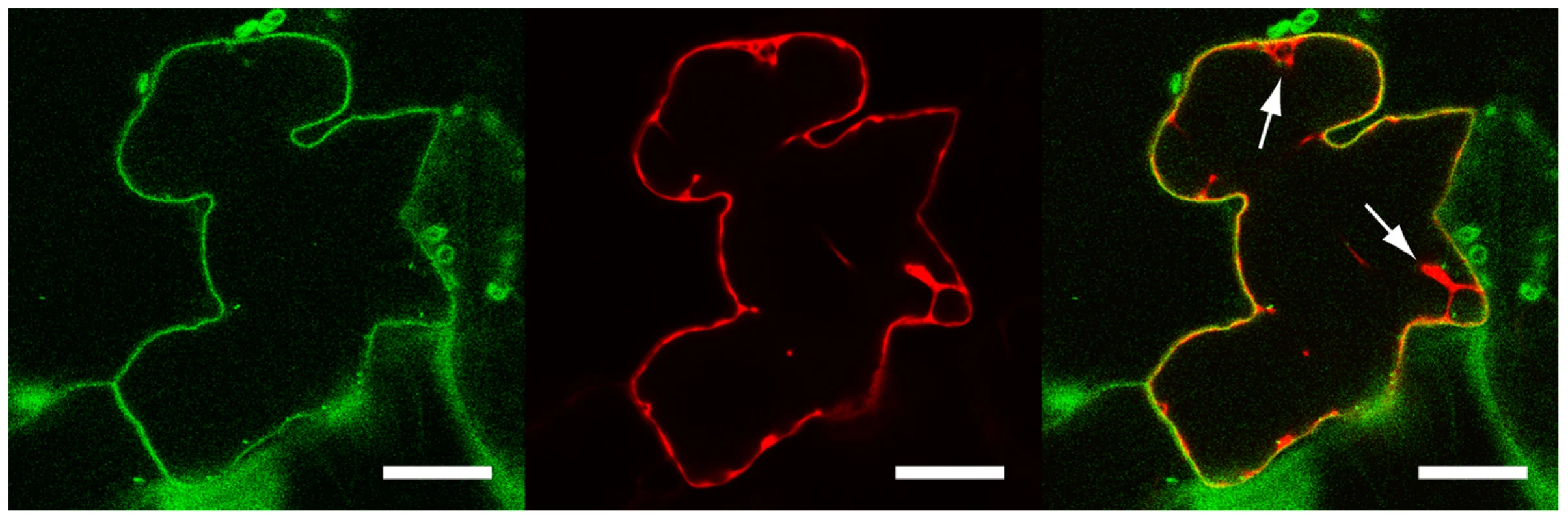 LecRK-I.9 is localized at the plasma membrane.