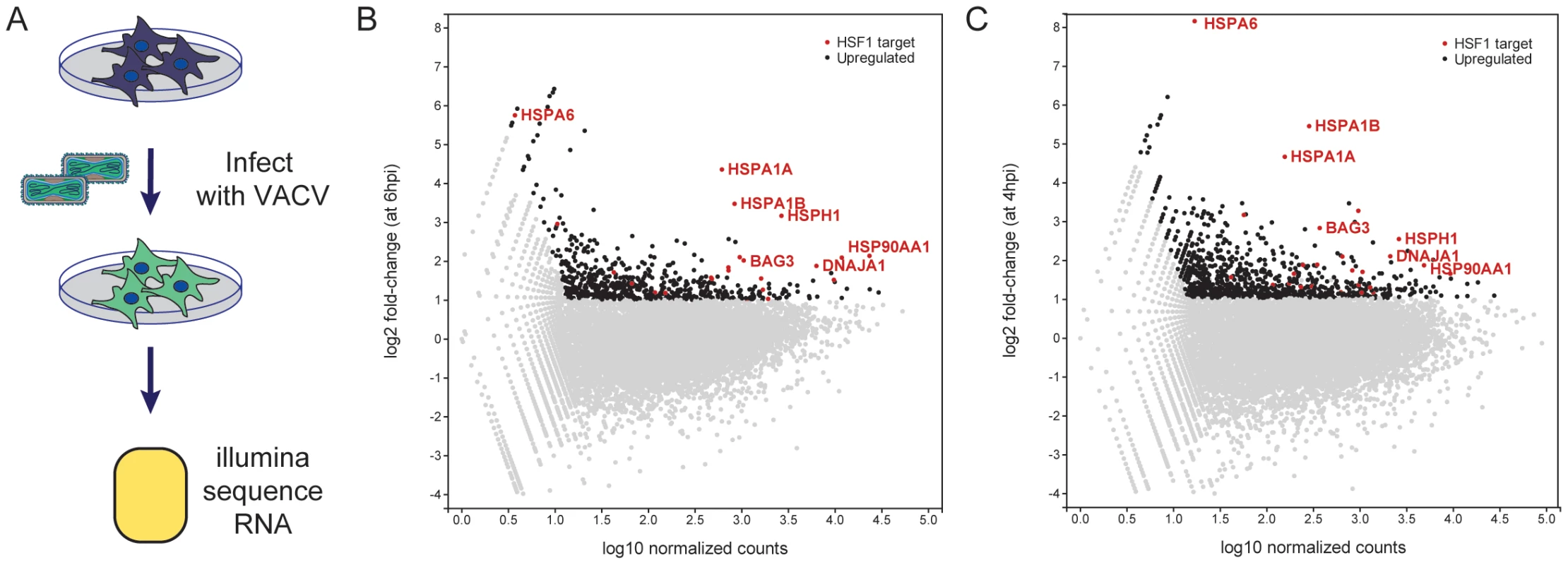 Host mRNA transcripts upregulated during VACV infection.