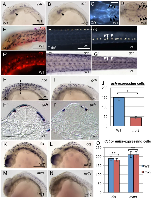 Embryonic pigment cell precursor formation in <i>ml-3</i> mutants.